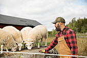 Landwirt füttert Schafe auf dem Feld