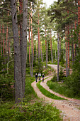 View of people cycling through forest