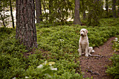 Blick auf einen im Wald sitzenden Hund
