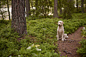 View of dog sitting in forest