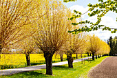 Bäumen gesäumte Landstraße im Frühling