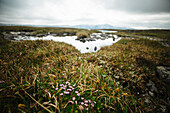 View of spring meadow