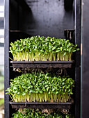 Cress shoots growing on shelves