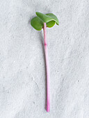 Nahaufnahme einer Blattpflanze mit rosa Stängel