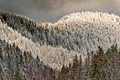 Schneebedeckte Bäume auf einem Berg.