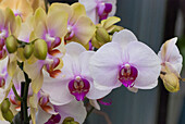 multicolor orchids