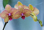 Peach orchid blooms