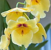 Yellow orchid blooms