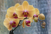 Pfirsich-Orchidee blüht