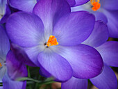 Violette Krokusblüten