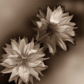 Sepia tone Dahlia