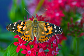 American Painted Lady Schmetterling auf Penta, einer subtropischen Pflanze, von der sich Schmetterlinge gerne ernähren. Sammamish, Bundesstaat Washington.