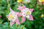Akelei-Blüten, Usa