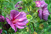 Rosa Hibiskus, Usa