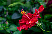 Roter Hibiskus