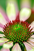 Coneflower