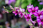 Nopporn Grüner Stern, Dendrobium-Orchidee