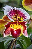 Paphiopedilum orchid, Lady Slipper