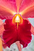 Cattleya orchid