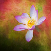A photo painting of a waterlily.