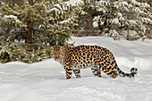Amur-Leopard in Gefangenschaft im Winter, Panthera pardus orientalis. Eine Unterart des Leoparden, die in der Region Primorje im Südosten Russlands und in der Provinz Jilin im Nordosten Chinas beheimatet ist. Seit 1996 vom Aussterben bedrohte Art.