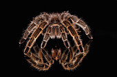 Mexican redknee tarantula reflected on mirror.