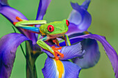 Red-eyed tree frog climbing on iris flower.