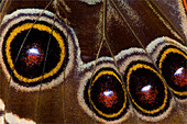 Blauer Morpho Schmetterling, Morpho granadensis, Flügel geschlossen und Makro mit Augenflecken