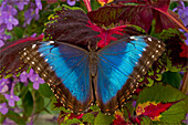 Blue Morpho Butterfly, Morpho granadensis, resting on Coleus