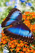 Blauer Morpho Schmetterling, Morpho peleides