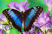 Blue Morpho Butterfly, Morpho peleides