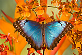 Blauer Morpho Schmetterling, Morpho peleides, auf Orchidee