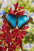 Blauer Morpho Schmetterling, Morpho peleides, auf rosa Orchidee