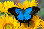 Australian Mountain Blue Swallowtail Butterfly, Papilio Ulysses, on sunflower