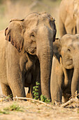 Asiatischer Elefant (weiblich), Corbett-Nationalpark, Indien.