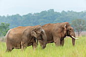 Asian Elephant Pair, Corbett National Park, India.