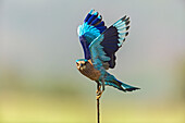 Indische Blauracke, Corbett National Park, Indien.