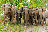 Asiatische Elefantenfamilie im Sal Forest. Corbett-Nationalpark, Indien.