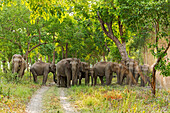 Herde asiatischer Elefanten im Sal Forest. Corbett-Nationalpark, Indien.