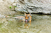 Tigress in den Backwaters des Ramganga Flusses. Corbett-Nationalpark, Indien.