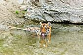 Tigress in the backwaters of Ramganga River. Corbett National Park, India.