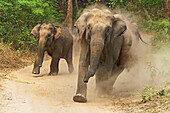 Asiatische Elefanten beim Angreifen, Corbett National Park, Indien.