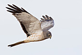 Northern Harrier Hawk hunting