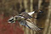 Northern Pintail drake