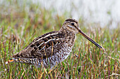 Common Snipe