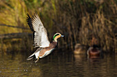 American Wigeon flying