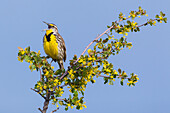 Western Meadowlark singing