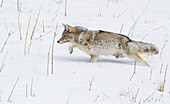 Coyote, Winter Stalking