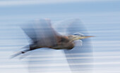 Great Blue Heron, abstract flight