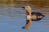 Rotkehlsauger (Red-throated Loon)